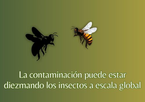 La contaminación puede estar diezmando los Insectos a escala global